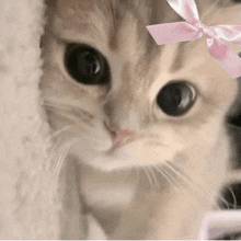 a cat wearing a pink bow on its head