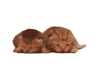 kittens cat deborkader kitty tiny meow