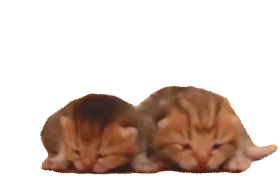 Kittens Cat Deborkader Sticker - Kittens Cat Deborkader Kitty Stickers