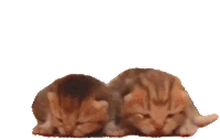 Kittens Cat Deborkader Sticker - Kittens Cat Deborkader Kitty Stickers