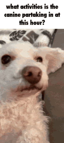 What The GIF - What The Dog GIFs