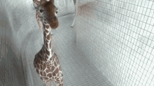 Yeah Giraffe GIF - Giraffe Funny Cute GIFs