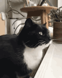 Kgattok Cat GIF - Kgattok Gattok Cat GIFs