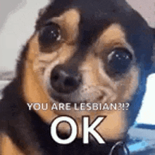 a small dog is looking at the camera with the words `` you are lesbian ? ok '' written on it .