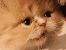 Cat Wink GIF - Cat Wink Kitten GIFs