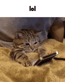 Lol Cat Not Laughing Caption GIF - Lol Cat Not Laughing Caption GIFs