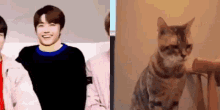 Jaemin Cat GIF - Jaemin Cat Kitty GIFs