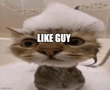 a cat is taking a bath with foam on its head and looking at the camera .