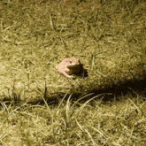 Home Frog In The Park Atom GIF - Home Frog In The Park Atom GIFs