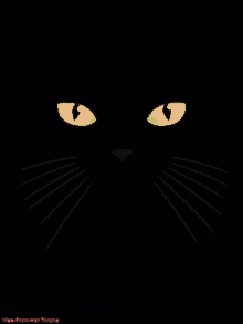 Caturday Kitty GIF - Caturday Kitty Kitties GIFs