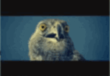a close up of an owl looking at the camera