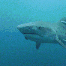 пон акула GIF - пон акула GIFs