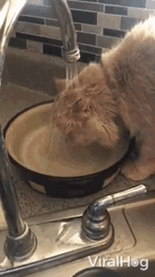Taking A Shower Viralhog GIF - Taking A Shower Viralhog Cat GIFs