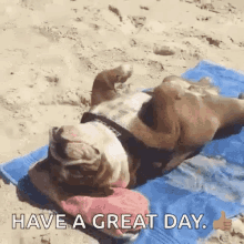 Beautiful Day Cute Dog GIF - Beautiful Day Cute Dog Beach GIFs