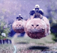 cats with lightsabers wallpaper