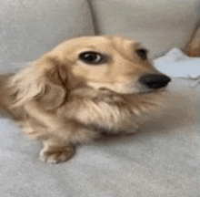 a long haired dachshund is sitting on a couch looking at the camera .