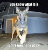 a dog standing in front of a house with the caption " you know what it is "