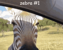 Zebra Zebras GIF - Zebra Zebras Animal GIFs