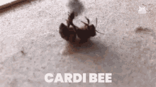 Cardi Bee Pun GIF - Cardi Bee Pun Play GIFs