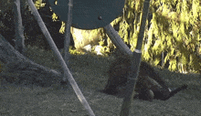 a squirrel laying in the grass near a tree