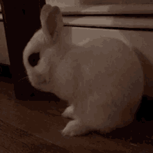 Cute Bunny GIF - Cute Bunny GIFs