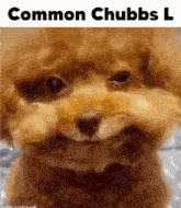 Chubbuluss GIF