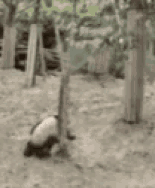 Wtf Falling GIF - Wtf Falling Panda GIFs
