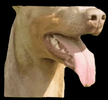 Tongue Out Doggy GIF - Tongue Out Doggy Doberman GIFs