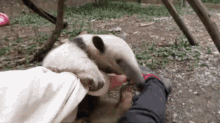 an anteater is licking a person 's foot in the grass