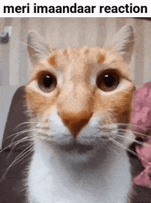 a close up of a cat 's face with a caption that says meri imaandaar reaction