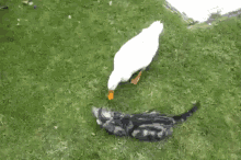 cat duck peck play friends