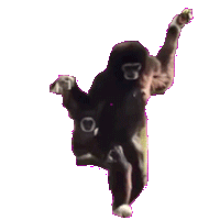a monkey is standing upside down on its hind legs with its head in the air