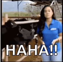 a woman in a blue shirt is standing in front of a cow with the words haha written in white letters