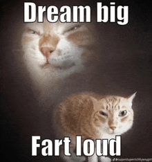 a cat with a reflection of an angry cat in the background and the words `` dream big fart loud '' .