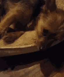 Sleepy Dogs Animals GIF - Sleepy Dogs Animals GIFs