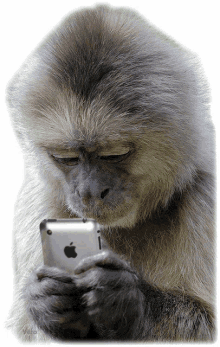 texting monkey