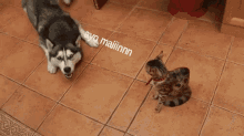 Kucing Dan Anjing GIF - Kaget Kucing Anjing GIFs