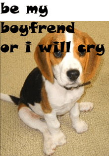 a picture of a beagle puppy with the words be my boyfriend or i will cry