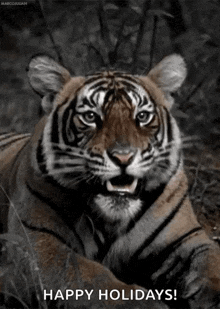 Tiger Roar GIF