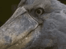 Bird What Did You Say GIF - Bird What Did You Say Scared GIFs