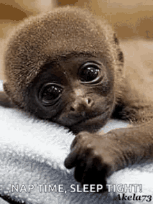 monkey cute baby pet animal