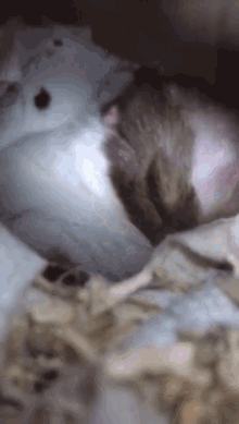 Hamster Yawn GIF - Hamster Yawn Tired GIFs