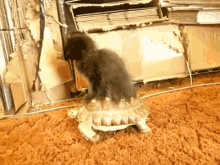 What Have I Gotten Myself Into Now? GIF - Kitten Cat Ride GIFs