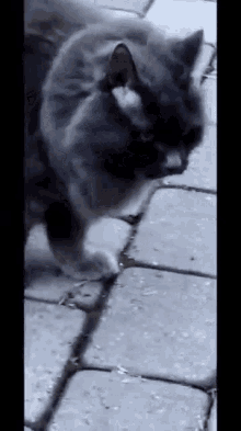 Cat Meowing GIF - Cat Meowing GIFs