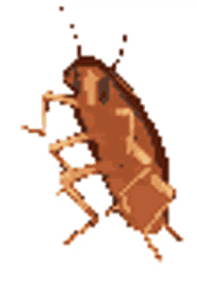 insect cockroach