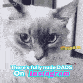 a cat with the words " there 's fully nude dads on instagram " below it