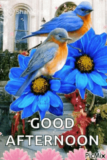 good afternoon birds greetings flower blue