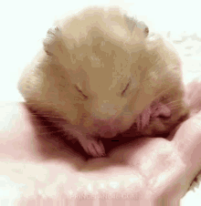 Hamster Sleep GIF - Hamster Sleep Sleeping GIFs