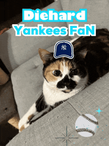 a calico cat wearing a yankees hat laying on a couch