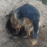 Dog Dig GIF - Dog Dig Hole GIFs